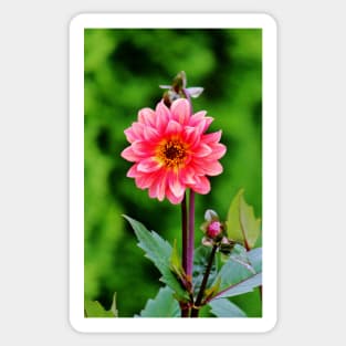 A Pink Flower Sticker